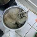 Selling My Persian Cat--for Free