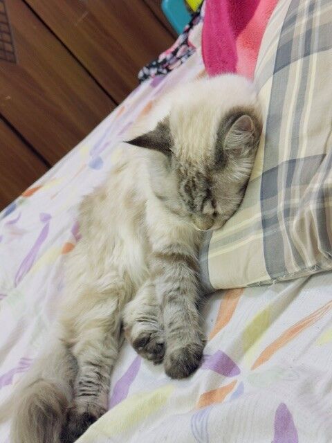 Al Wizarat, Pet Adoption, Selling My Persian Cat--for Free