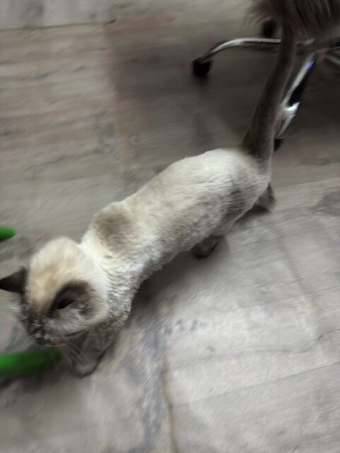 Al Wizarat, Pet Adoption, Selling My Persian Cat--for Free