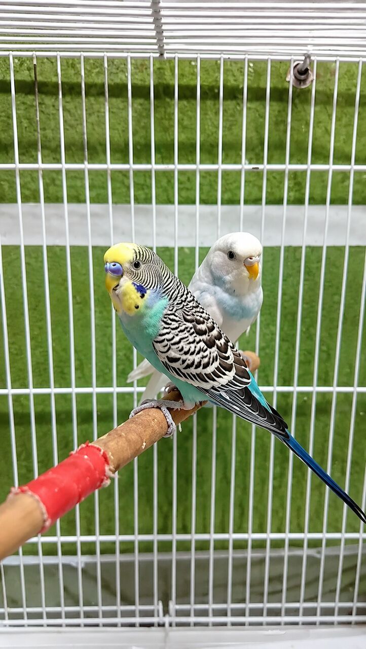 Riyadh, Free Items, SAR 100,  Budgies Birds 2 Pcs