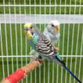 SAR 100,  Budgies Birds 2 Pcs