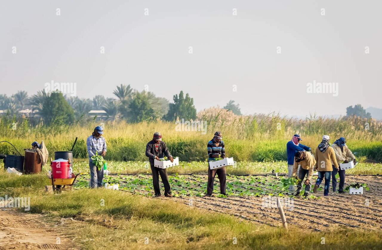 Buraidah, Jobs, Agriculture