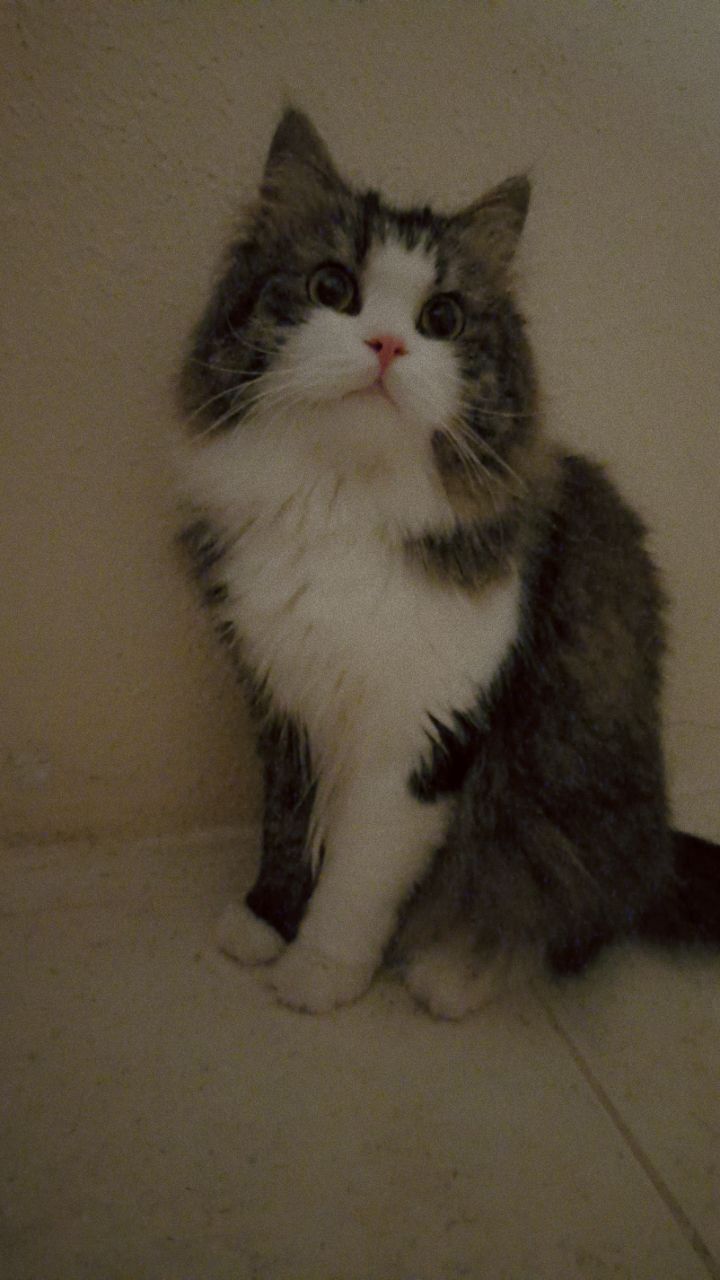 Riyadh, Pet Adoption, Cat For Adoption