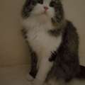 Cat For Adoption