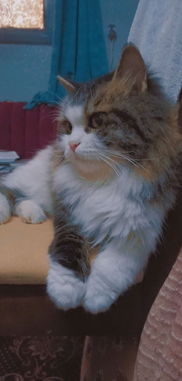 Riyadh, Pet Adoption, Cat For Adoption