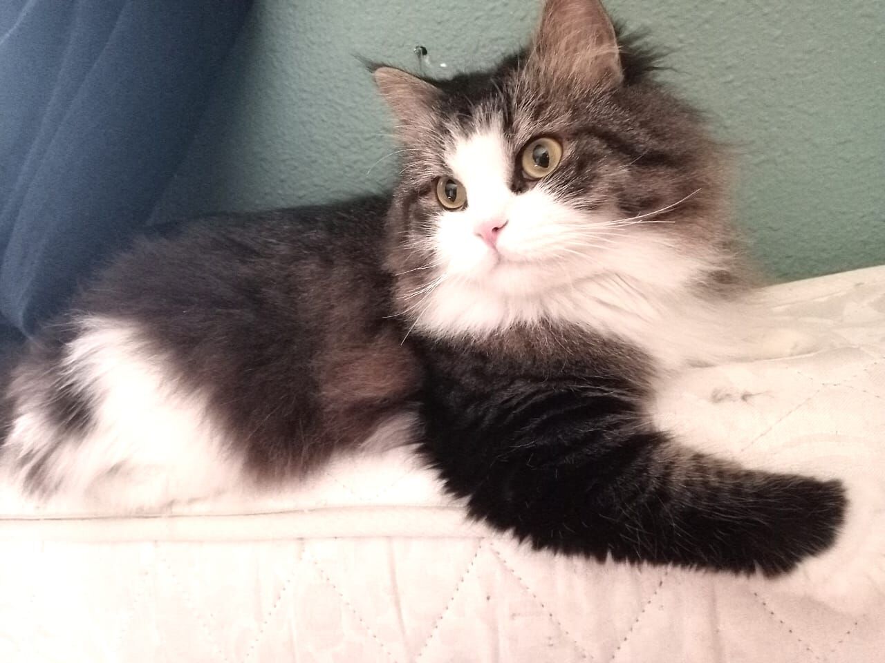 Riyadh, Pet Adoption, Cat For Adoption