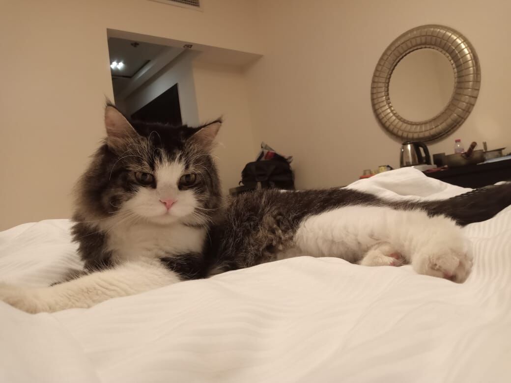 Riyadh, Pet Adoption, Cat For Adoption