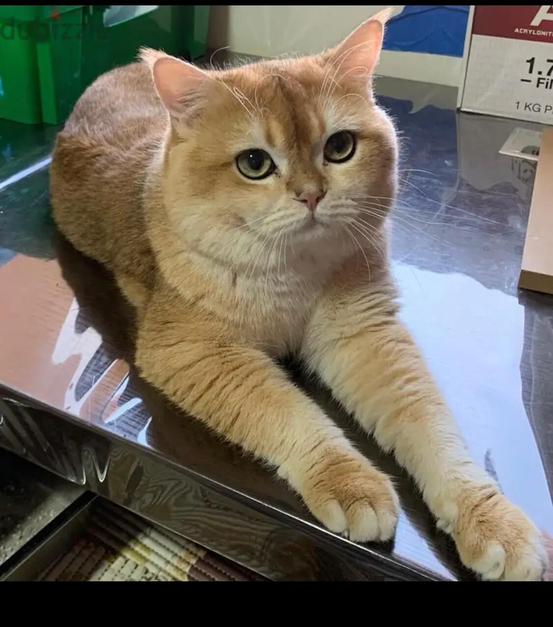 Riyadh, Pet Adoption, BRITISH SHORTHAIR MALE CAT FOR ADOPTION 🐾