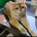 BRITISH SHORTHAIR MALE CAT FOR ADOPTION 🐾