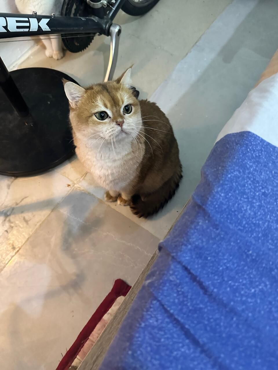 Riyadh, Pet Adoption, BRITISH SHORTHAIR MALE CAT FOR ADOPTION 🐾