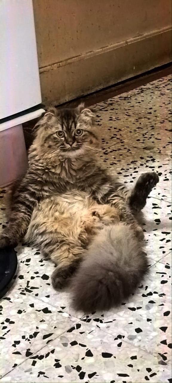 Riyadh, Pet Adoption, BRITISH LONGHAIR MALE CAT FOR ADOPTION
