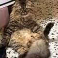 BRITISH LONGHAIR MALE CAT FOR ADOPTION