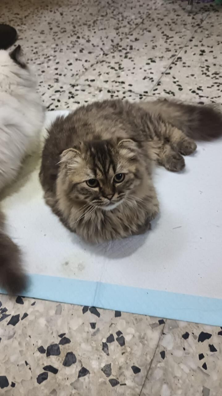 Riyadh, Pet Adoption, BRITISH LONGHAIR MALE CAT FOR ADOPTION