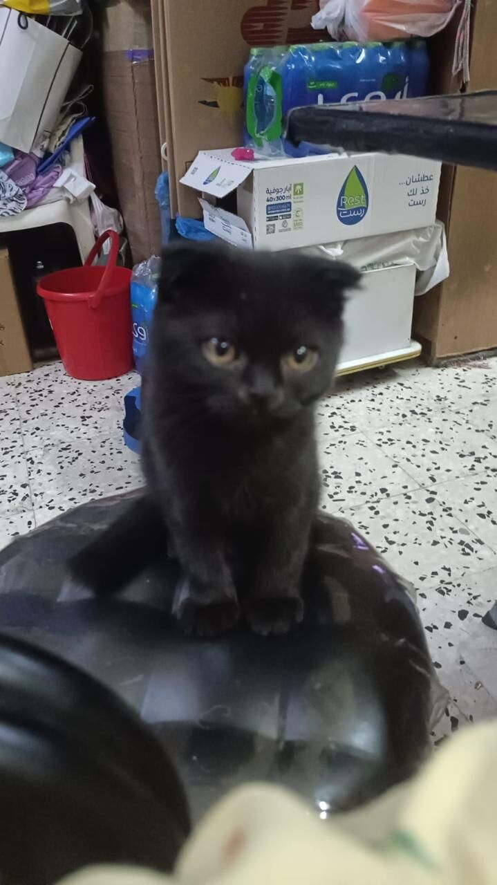 Riyadh, Pet Adoption, 🐾SCOTTISH FOLD SHORTHAIR FEMALE CAT FOR ADOPTION 🐾