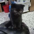 🐾SCOTTISH FOLD SHORTHAIR FEMALE CAT FOR ADOPTION 🐾