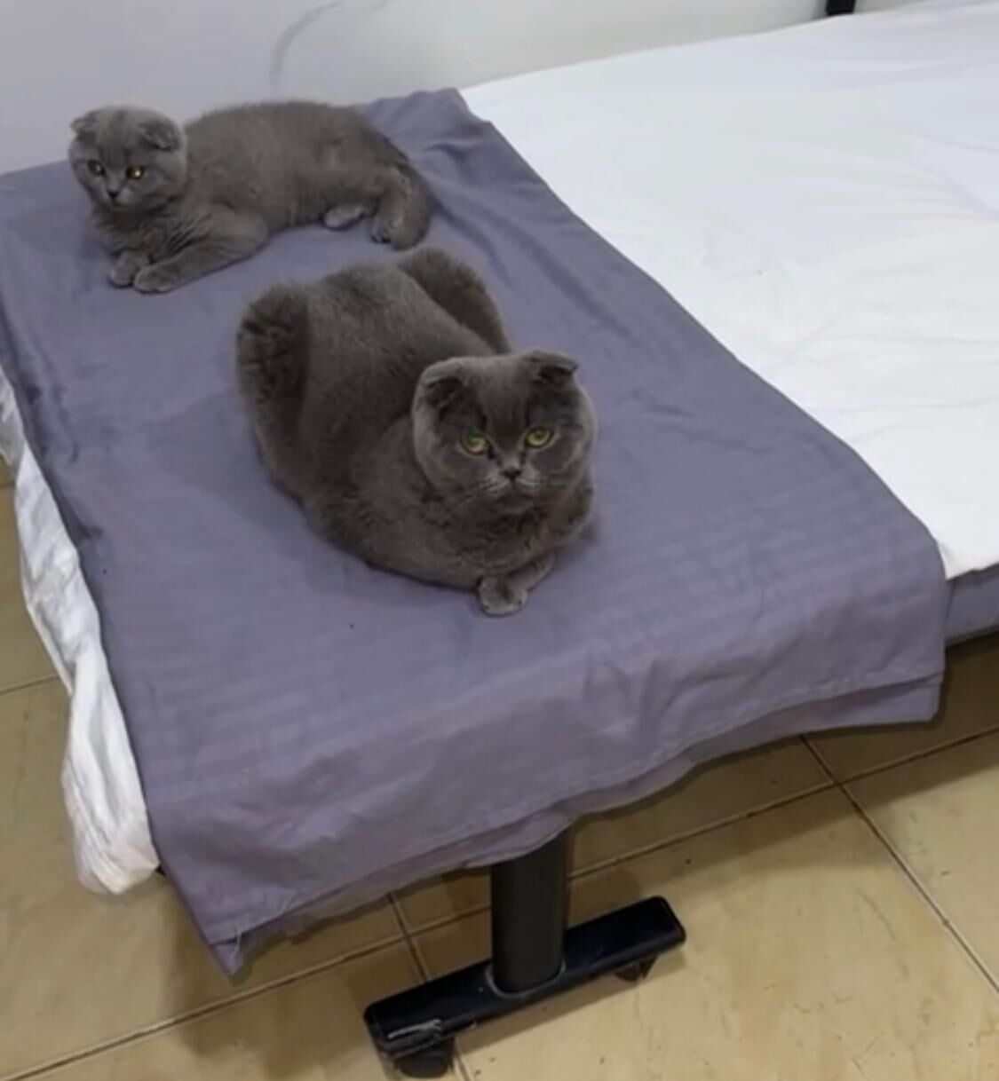 Riyadh, Pet Adoption, SCOTTISH FOLD SHORTHAIR FEMALE CAT FOR ADOPTION 🐾
