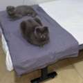 SCOTTISH FOLD SHORTHAIR FEMALE CAT FOR ADOPTION 🐾