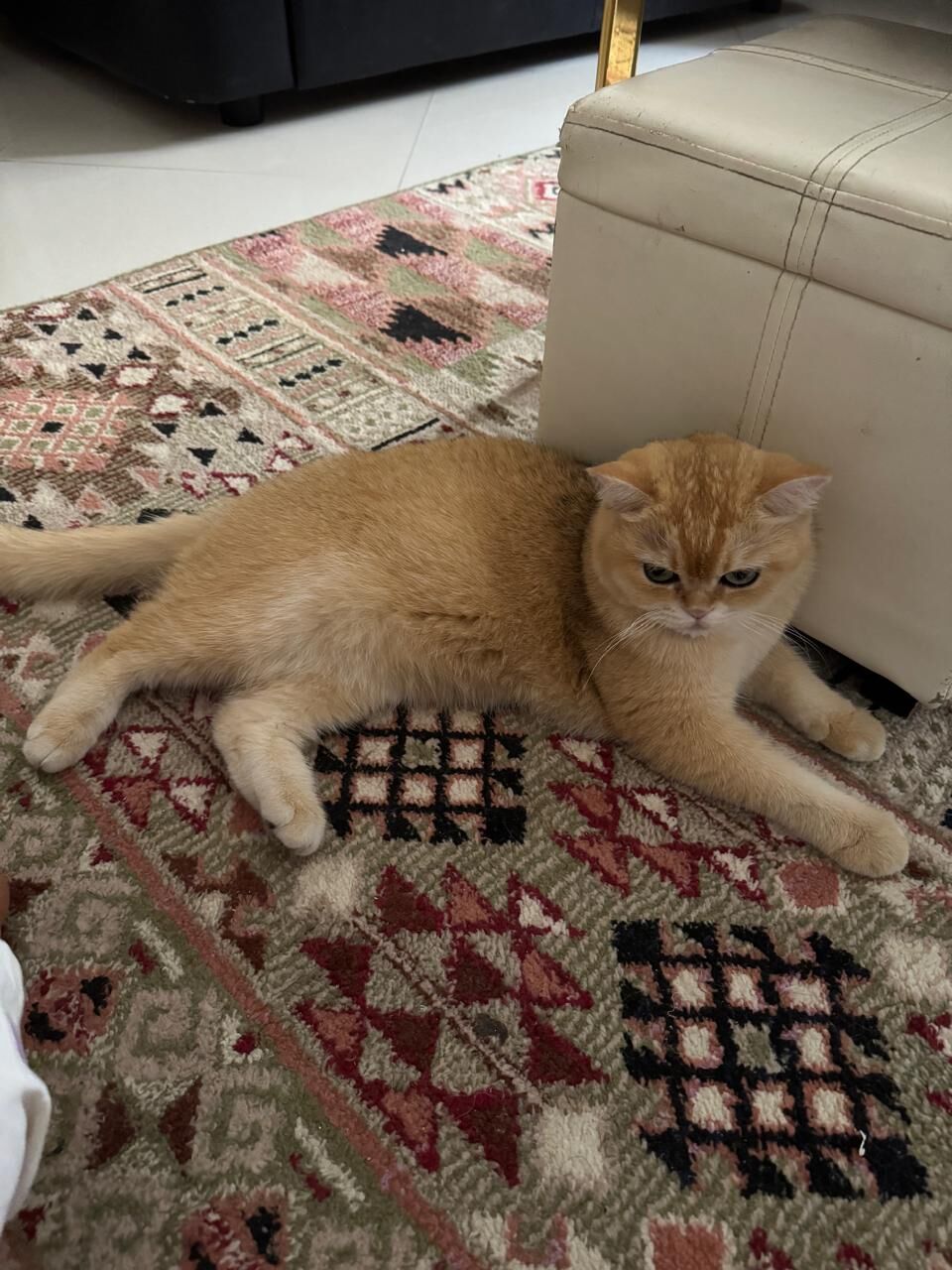 Riyadh, Pet Adoption, 🐾BRITISH SHORTHAIR MALE CAT FOR ADOPTION 🐾