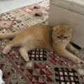 🐾BRITISH SHORTHAIR MALE CAT FOR ADOPTION 🐾