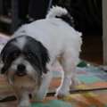 🐾 SHIH TZU MALE DOG FOR ADOPTION 🐾