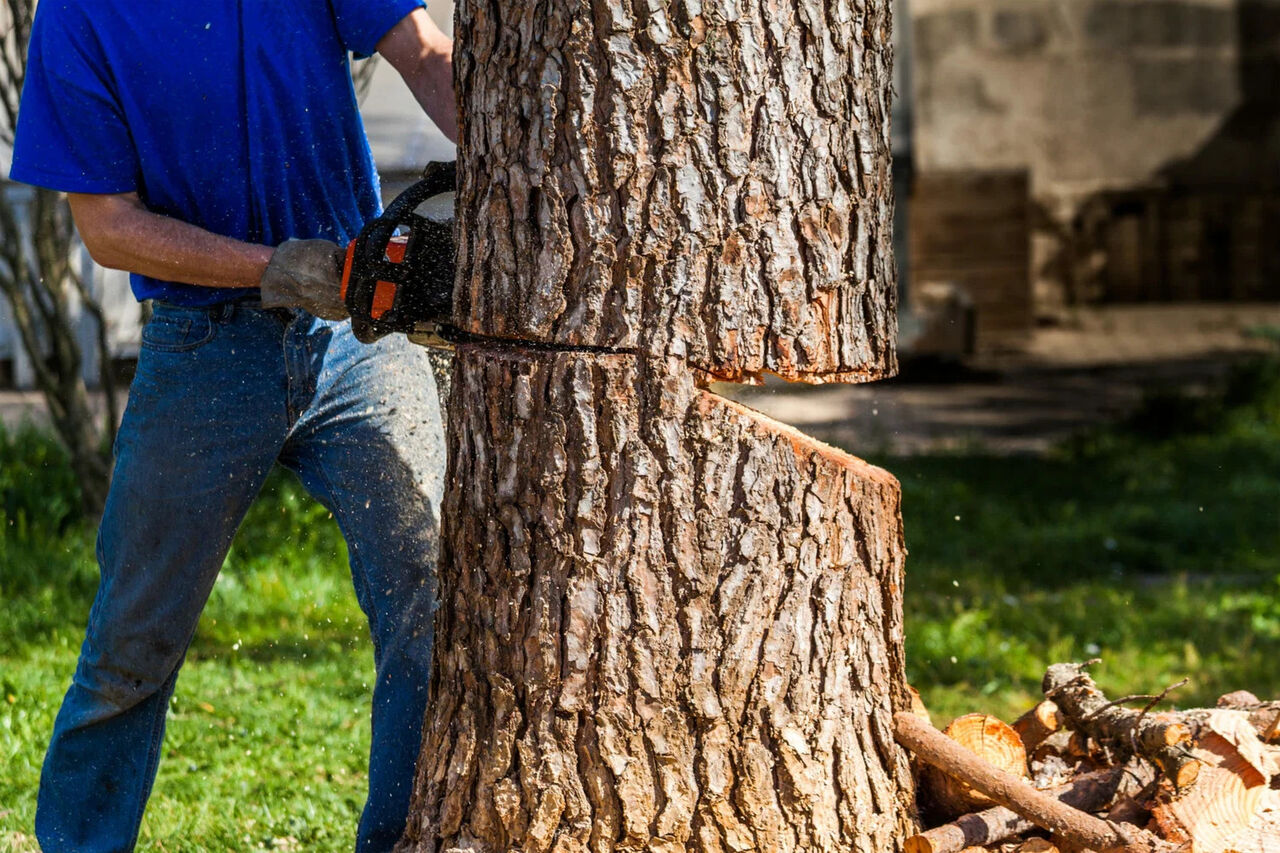 New York, Farm/Garden, Professional Tree Care Team Tree Trimming Service Clearwater Fl