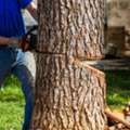 Professional Tree Care Team Tree Trimming Service Clearwater Fl