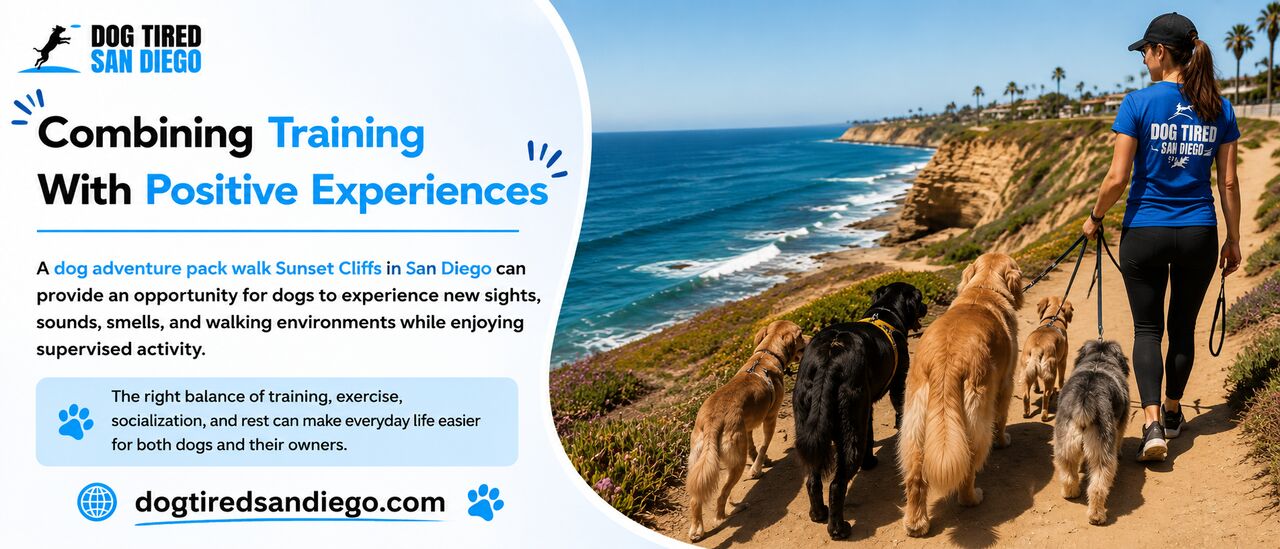 San Diego, Pet Sitting, Dog Adventure Pack Walks For Happy And Confident Dogs