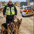 Need A Reliable Security Dog Handler For Your Site?