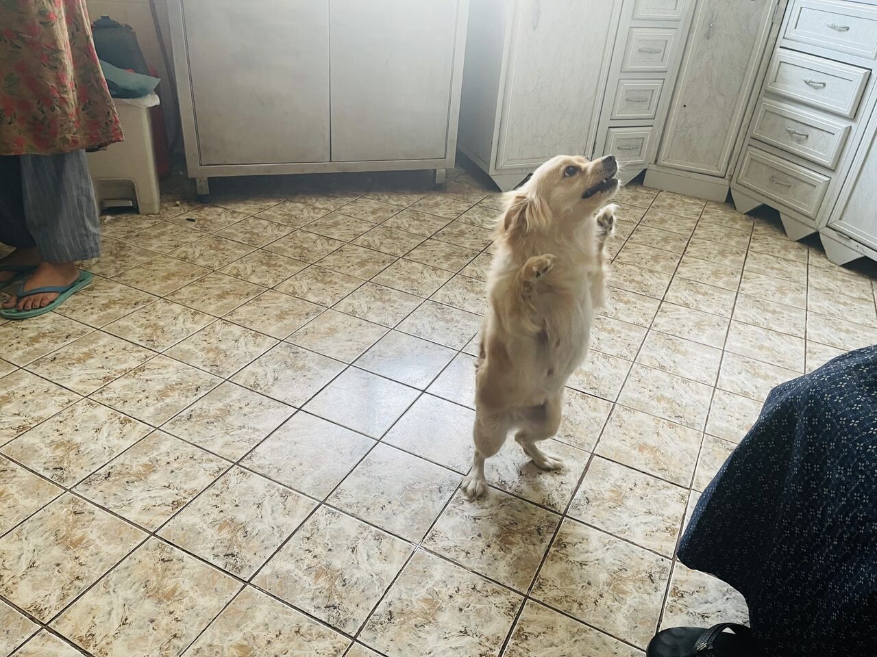 Al Malaz, Free Items, Japanese Pomeranian
