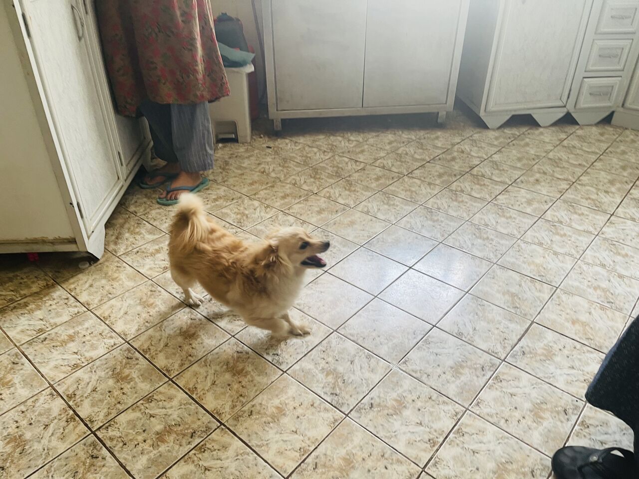 Al Malaz, Free Items, Japanese Pomeranian