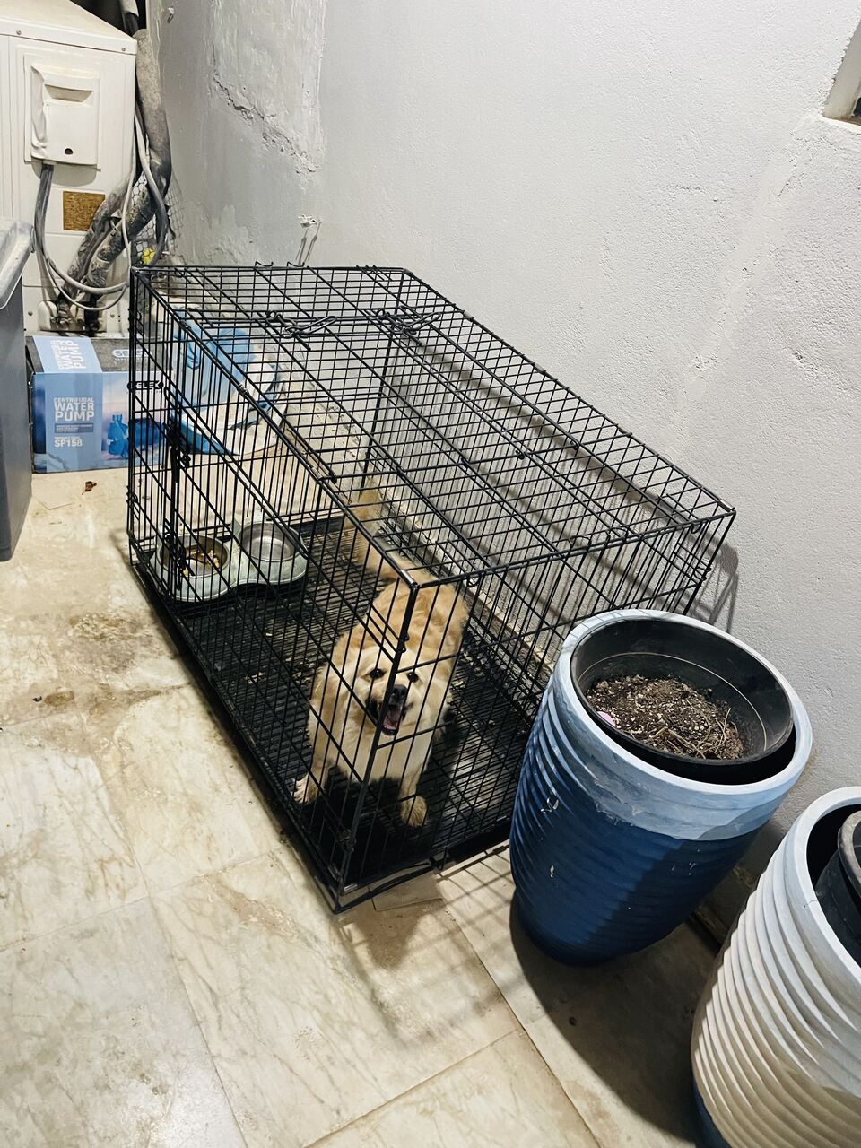 Al Malaz, Free Items, Japanese Pomeranian