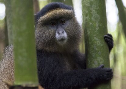 New York, Travel, Mgahinga Gorilla National Park Safari &ndash; Explore Uganda&rsquo;s Wildlife