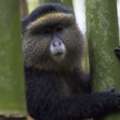 Mgahinga Gorilla National Park Safari &ndash; Explore Uganda&rsquo;s Wildlife