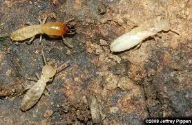 New York, Pest Control, Wood Damage From Carpenter Ants And Property Concerns