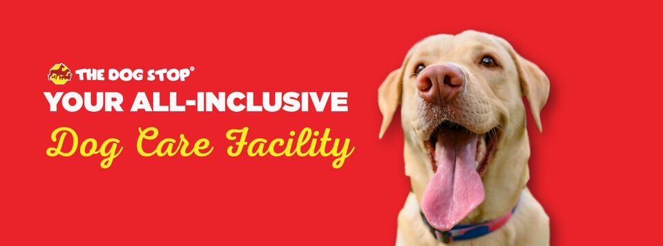 Washington DC, Pet Sitting, Dog Daycare In Kent, WA | Safe & Fun Dog Daycare Services