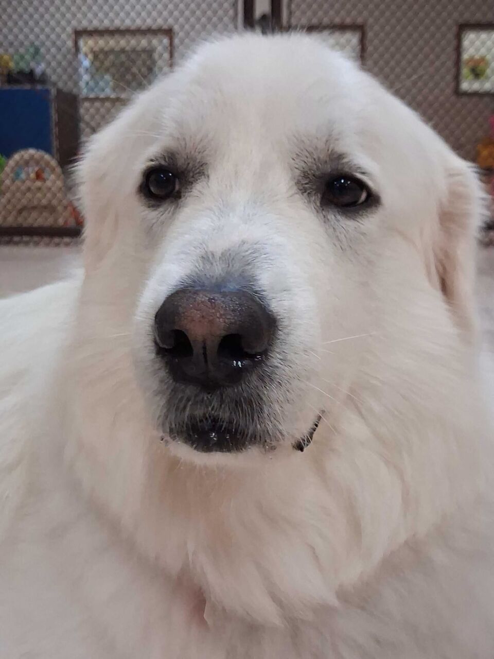 New York, Pet Sitting, Why Does My Dog Not Listen To Me?