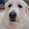 Why Does My Dog Not Listen To Me?