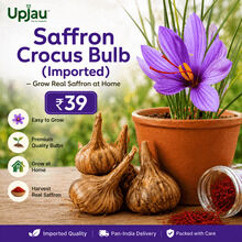 Noida, Farm & Garden, INR 39,  Saffron Crocus Bulb (Imported) – Grow Real Saffron At Home | ₹39