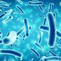 GBP 55,  Akkermansia Muciniphila Buy Online For Daily Gut Support &ndash; Shop Today Now