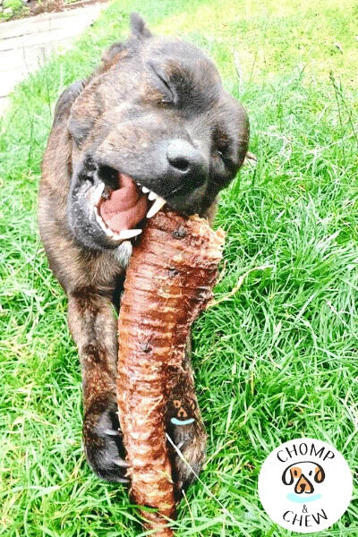 London, Wholesale Products, Long-Lasting Chews For Dogs & Puppies