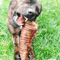 Long-Lasting Chews For Dogs & Puppies