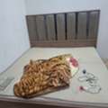 SAR 850,  I Am Going To Sell One Window AC One Refregirator One Alamari One Queen Bed With Cot