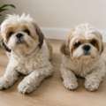 Looking For A Forever Home - Shihtzu Sibling