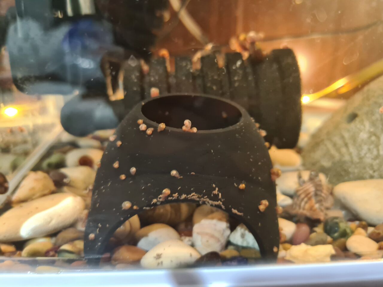 Jeddah, Pet Supplies, SAR 10,  Limited Stock On Beautiful Bright Red Ramshorn Snails With Different Prices Per Category