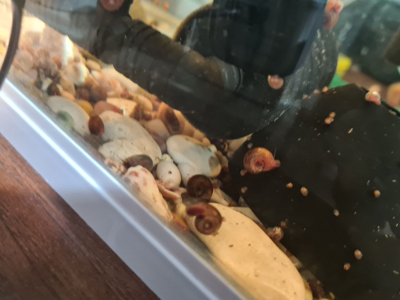 Jeddah, Pet Supplies, SAR 10,  Limited Stock On Beautiful Bright Red Ramshorn Snails With Different Prices Per Category