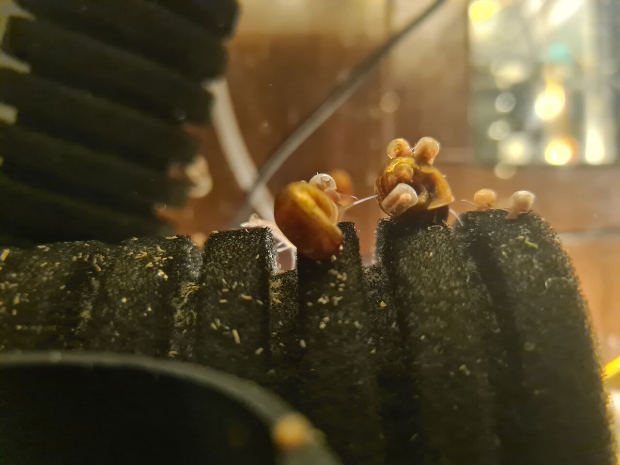Jeddah, Pet Supplies, SAR 10,  Limited Stock On Beautiful Bright Red Ramshorn Snails With Different Prices Per Category