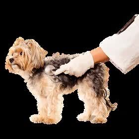 New York, Health, Flea Prevention For Pets | Atlas Pet Hospital