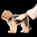 Flea Prevention For Pets | Atlas Pet Hospital