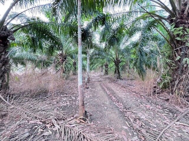 Bangkok, Real Estate For Sale, THB 2500000,  6 BR,  3876 Sq. Feet,  Land For Sale, Land For Sale, 9 Rai 2 Ngan 76 Square Wah, Hindad Subdistrict, Thong Pha