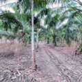 THB 2500000,  6 BR,  3876 Sq. Feet,  Land For Sale, Land For Sale, 9 Rai 2 Ngan 76 Square Wah, Hindad Subdistrict, Thong Pha